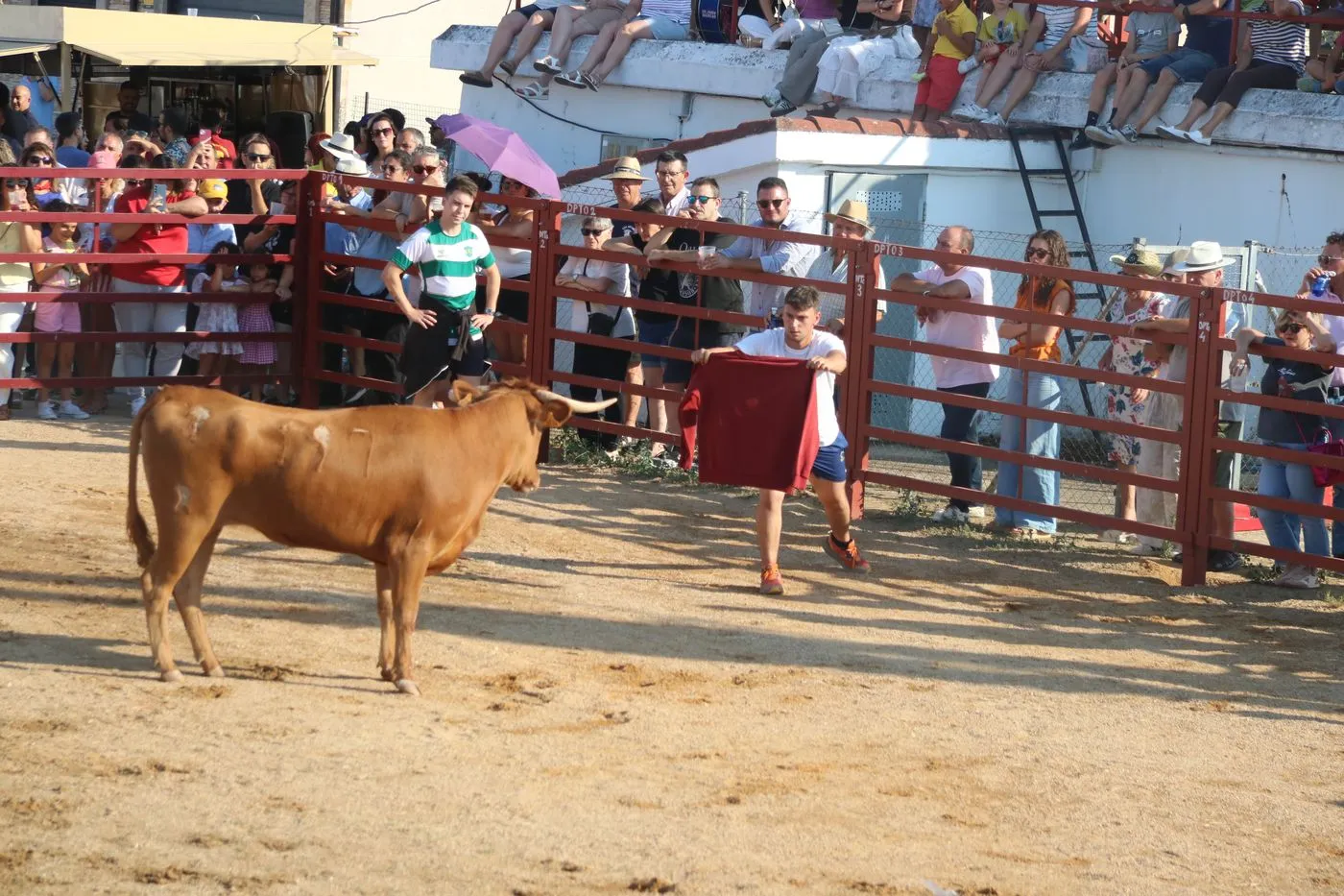 Toro de Cajón de Boada / ARIAS