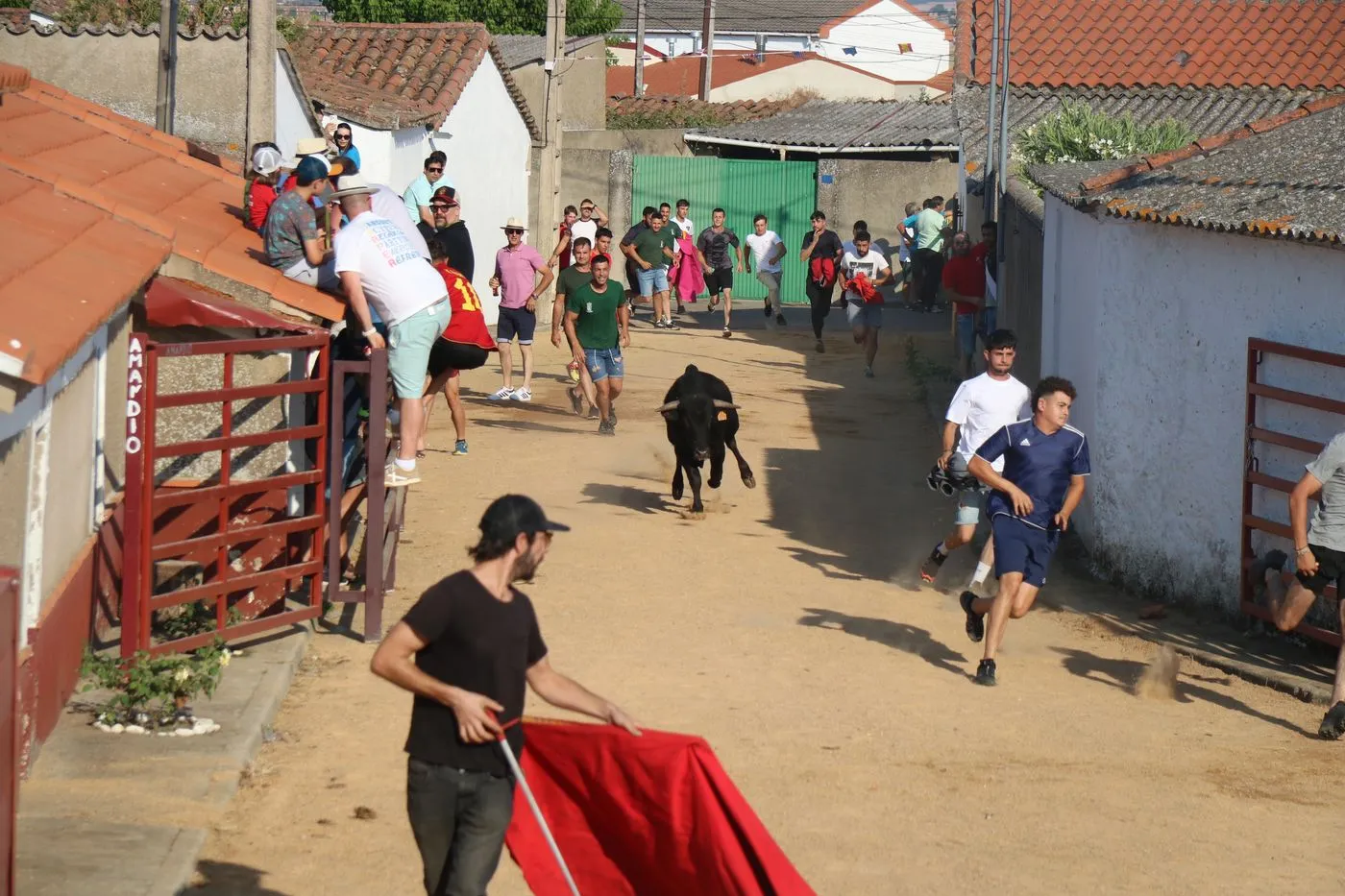 Toro de Cajón de Boada / ARIAS