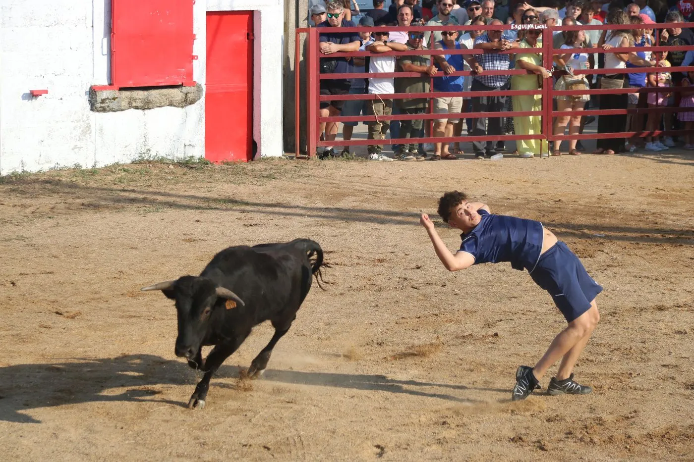 Toro de Cajón de Boada / ARIAS