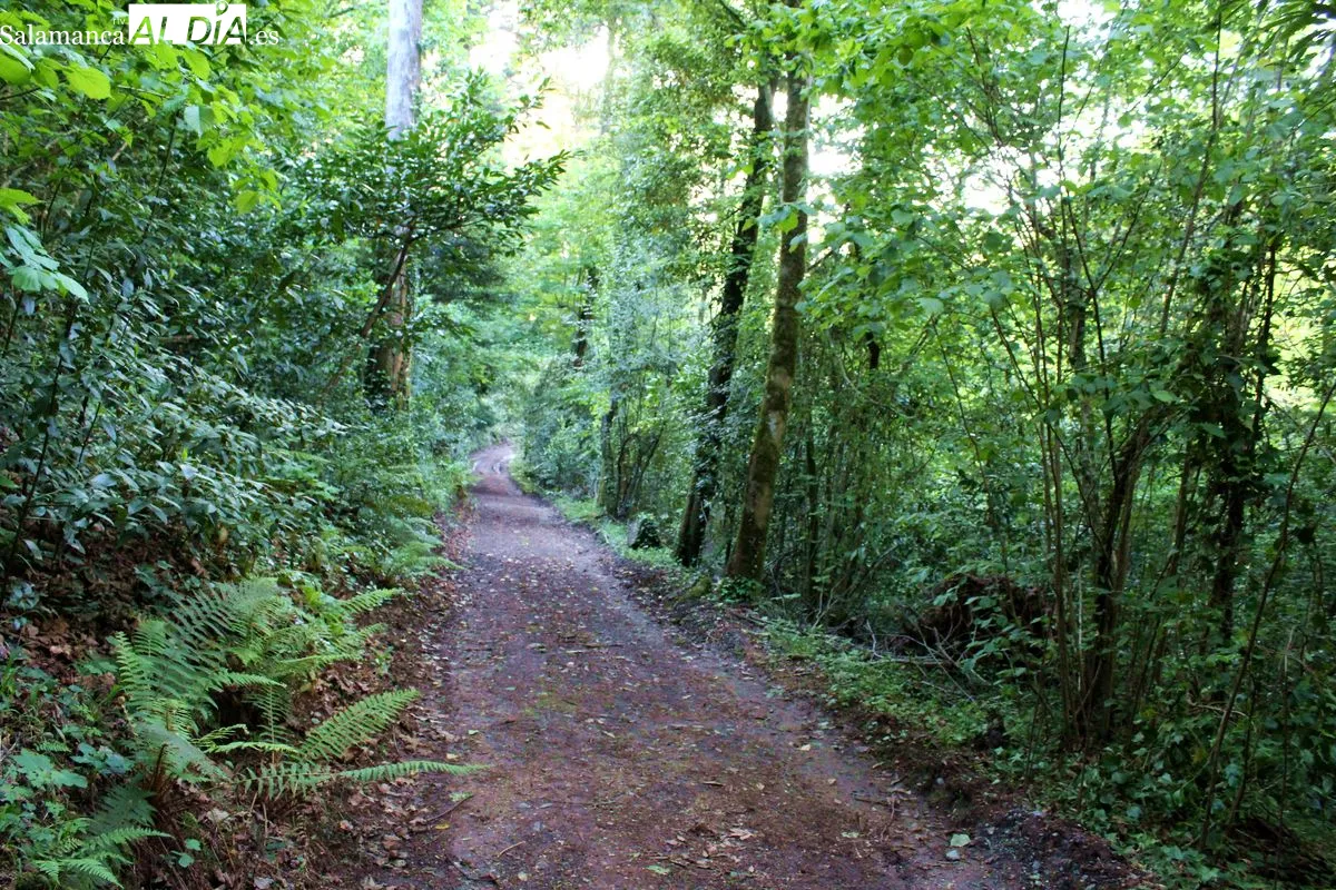 Bussaco se convierte en el primer Bosque Terapéutico certificado en la península ibérica | Fotos: MARTÍN-GARAY