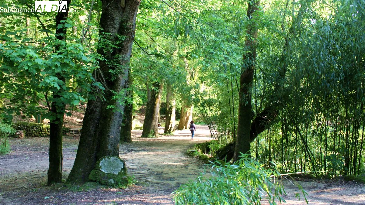 Bussaco se convierte en el primer Bosque Terapéutico de la península ibérica