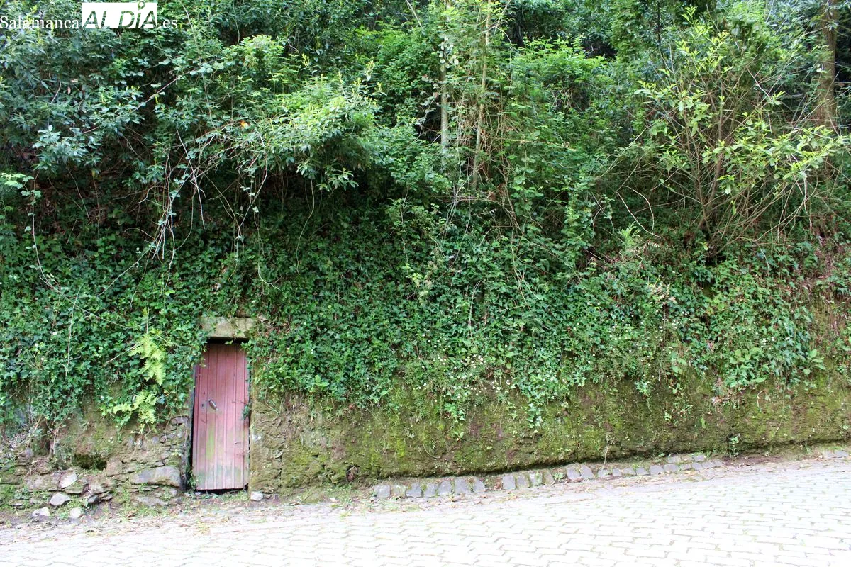 Bussaco se convierte en el primer Bosque Terapéutico certificado en la península ibérica | Fotos: MARTÍN-GARAY