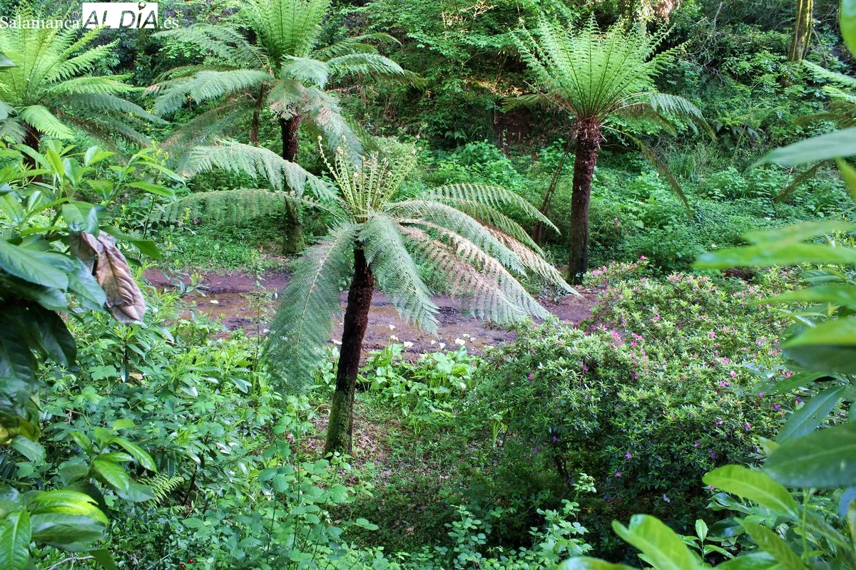 Bussaco se convierte en el primer Bosque Terapéutico certificado en la península ibérica | Fotos: MARTÍN-GARAY