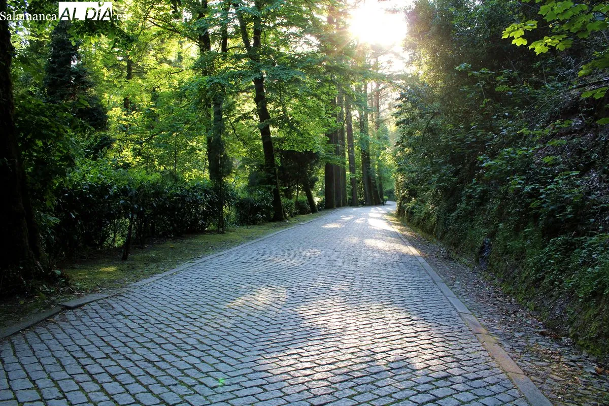 Bussaco se convierte en el primer Bosque Terapéutico certificado en la península ibérica | Fotos: MARTÍN-GARAY