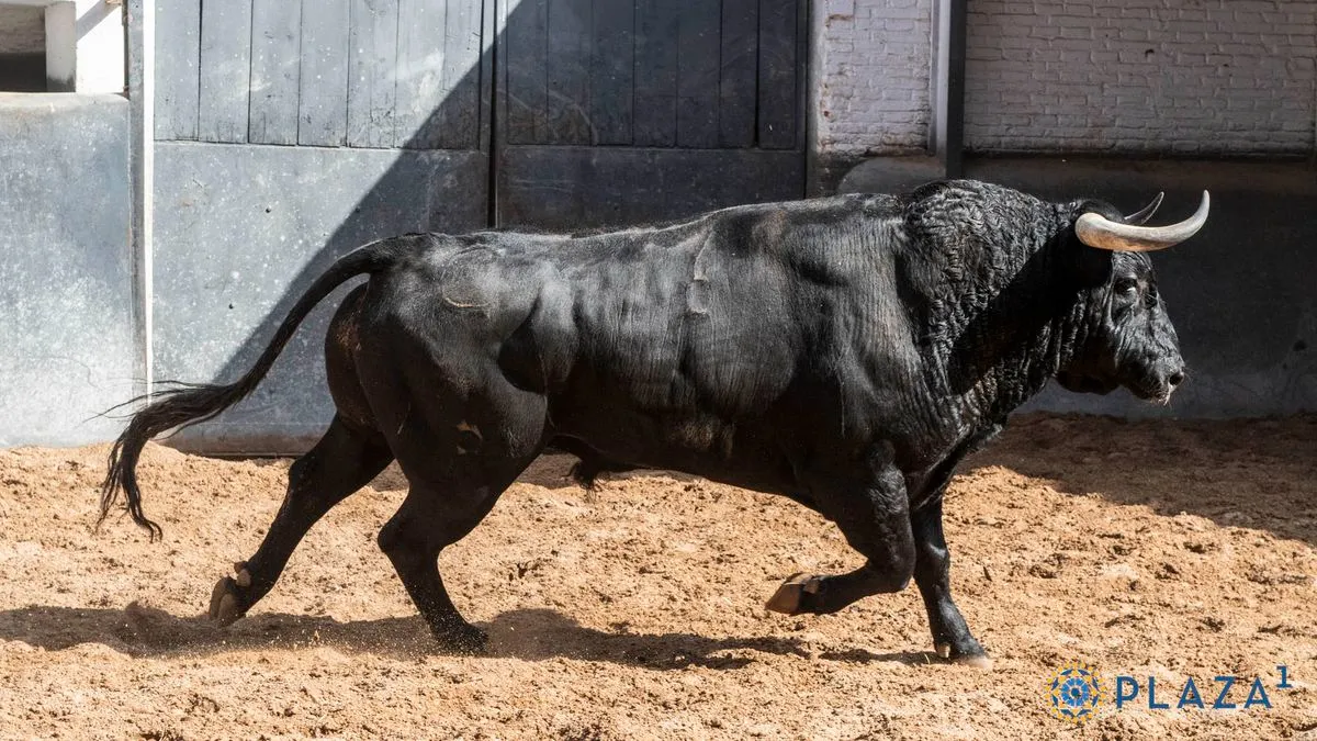 Los toros de El Capea y Carmen Lorenzo, listos para la final de la Copa Chenel | Fotos: Plaza 1 - Las Ventas
