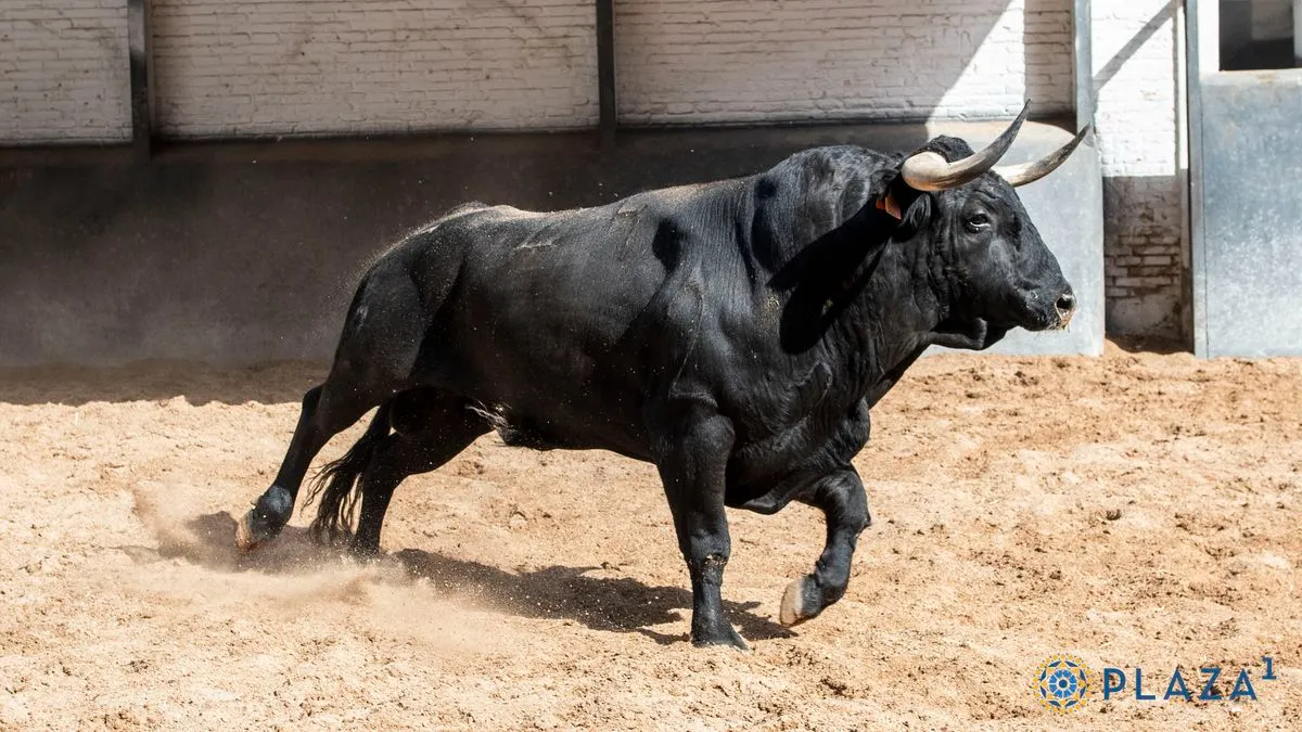 Los toros de El Capea y Carmen Lorenzo, listos para la final de la Copa Chenel | Fotos: Plaza 1 - Las Ventas