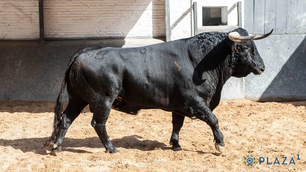 Los toros de El Capea y Carmen Lorenzo, listos para la final de la Copa Chenel | Fotos: Plaza 1 - Las Ventas