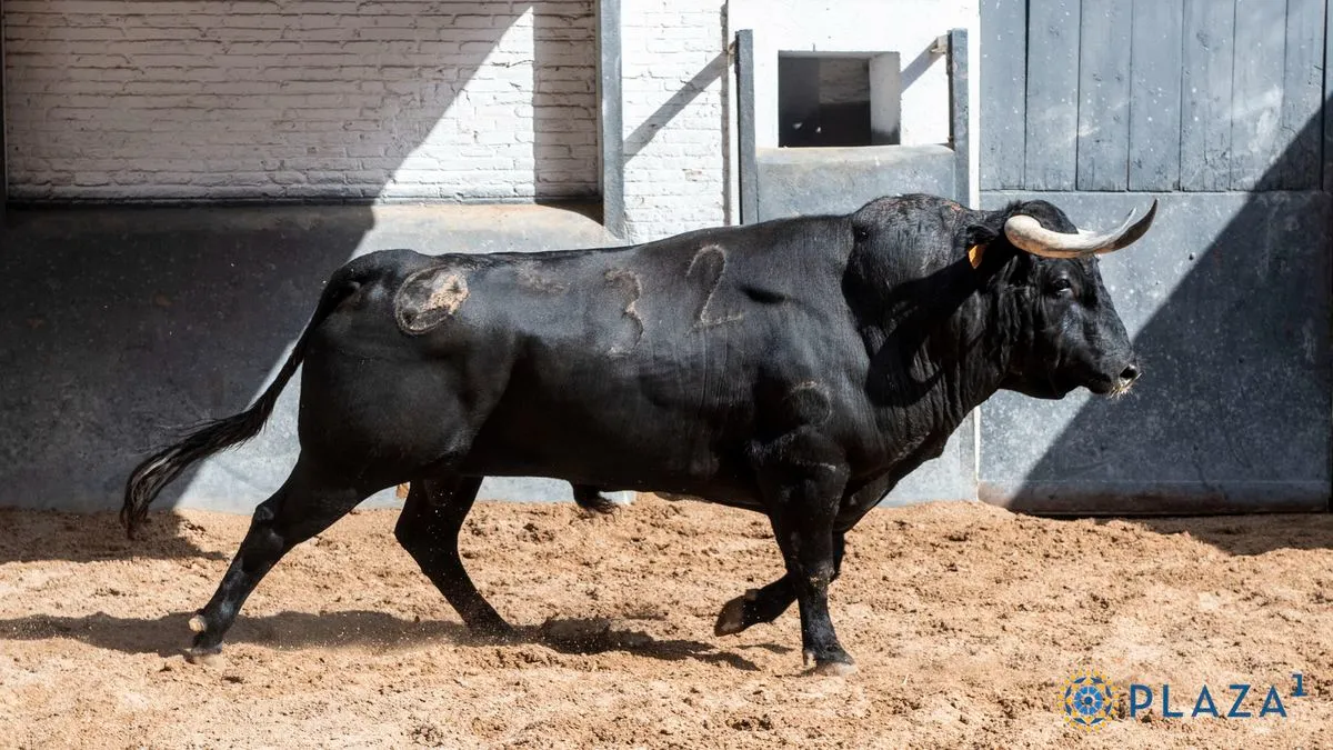 Los toros de El Capea y Carmen Lorenzo, listos para la final de la Copa Chenel | Fotos: Plaza 1 - Las Ventas