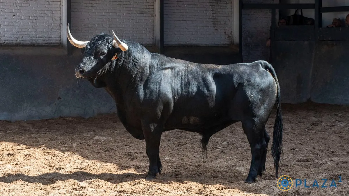 Los toros de El Capea y Carmen Lorenzo, listos para la final de la Copa Chenel | Fotos: Plaza 1 - Las Ventas
