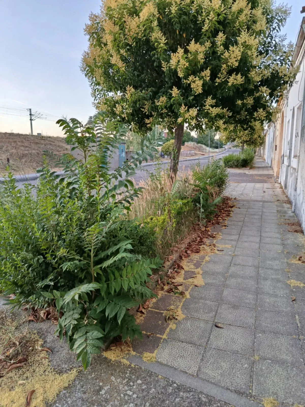 Foto 2 - El PSOE denuncia el abandono de las zonas verdes y exige una actuaci&oacute;n urgente.