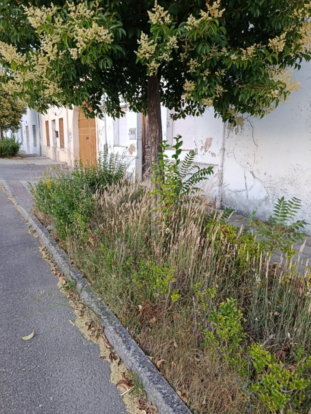 Foto 3 - El PSOE denuncia el abandono de las zonas verdes y exige una actuaci&oacute;n urgente.