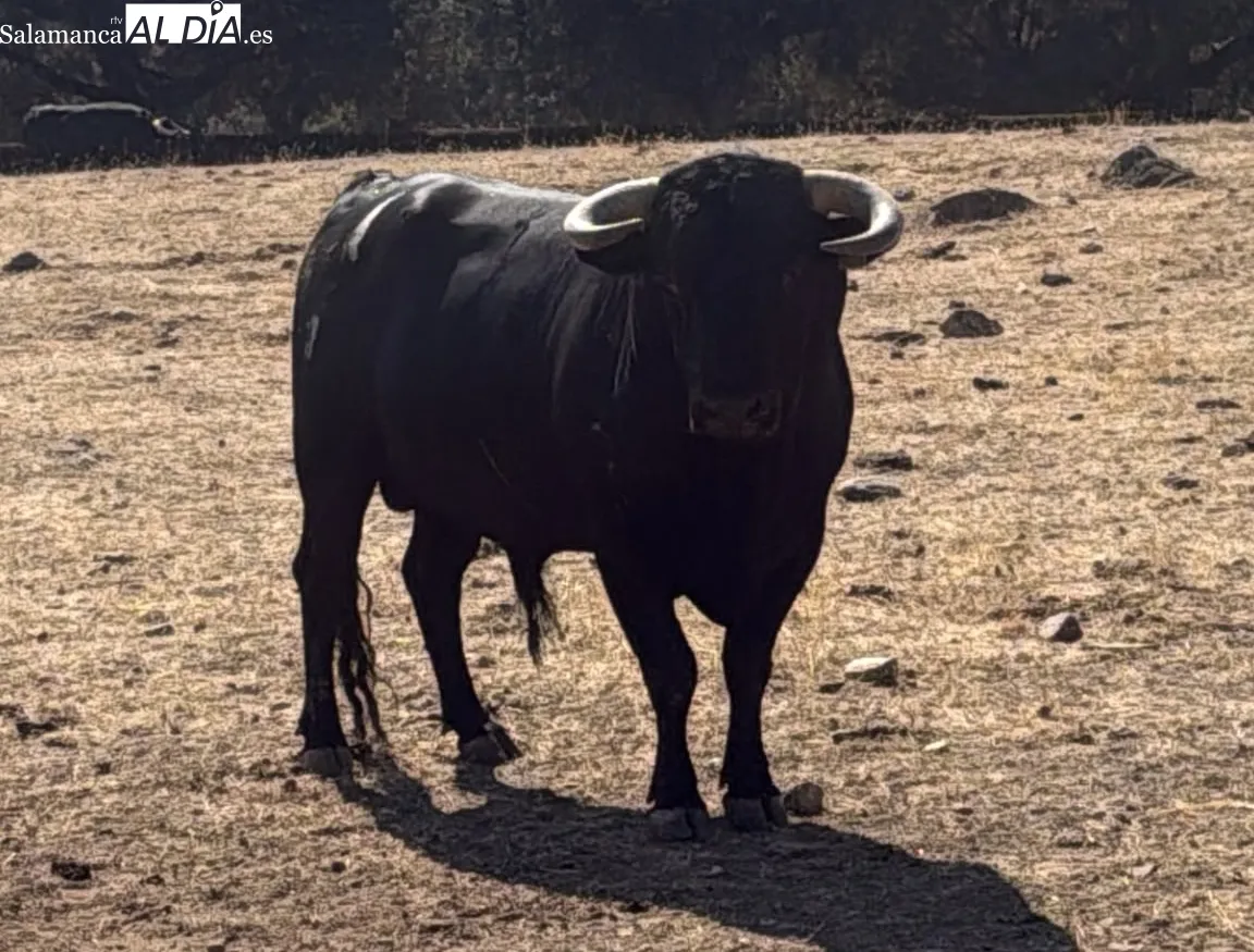 Toro de El Canario para rejones herrado con el nº 11