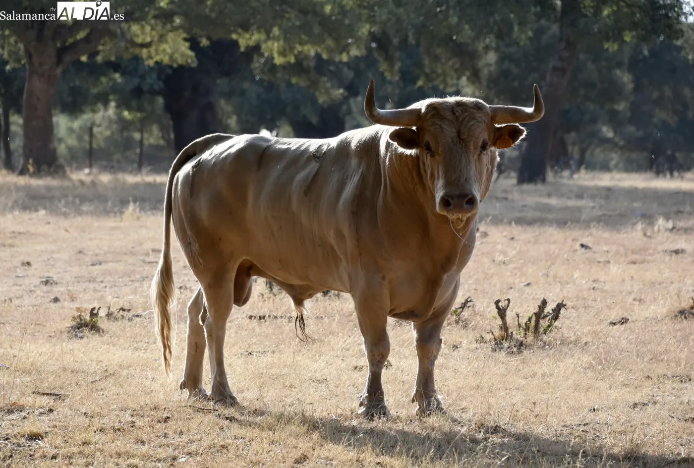 Toros de Orive para El Cid y Damián Castaño