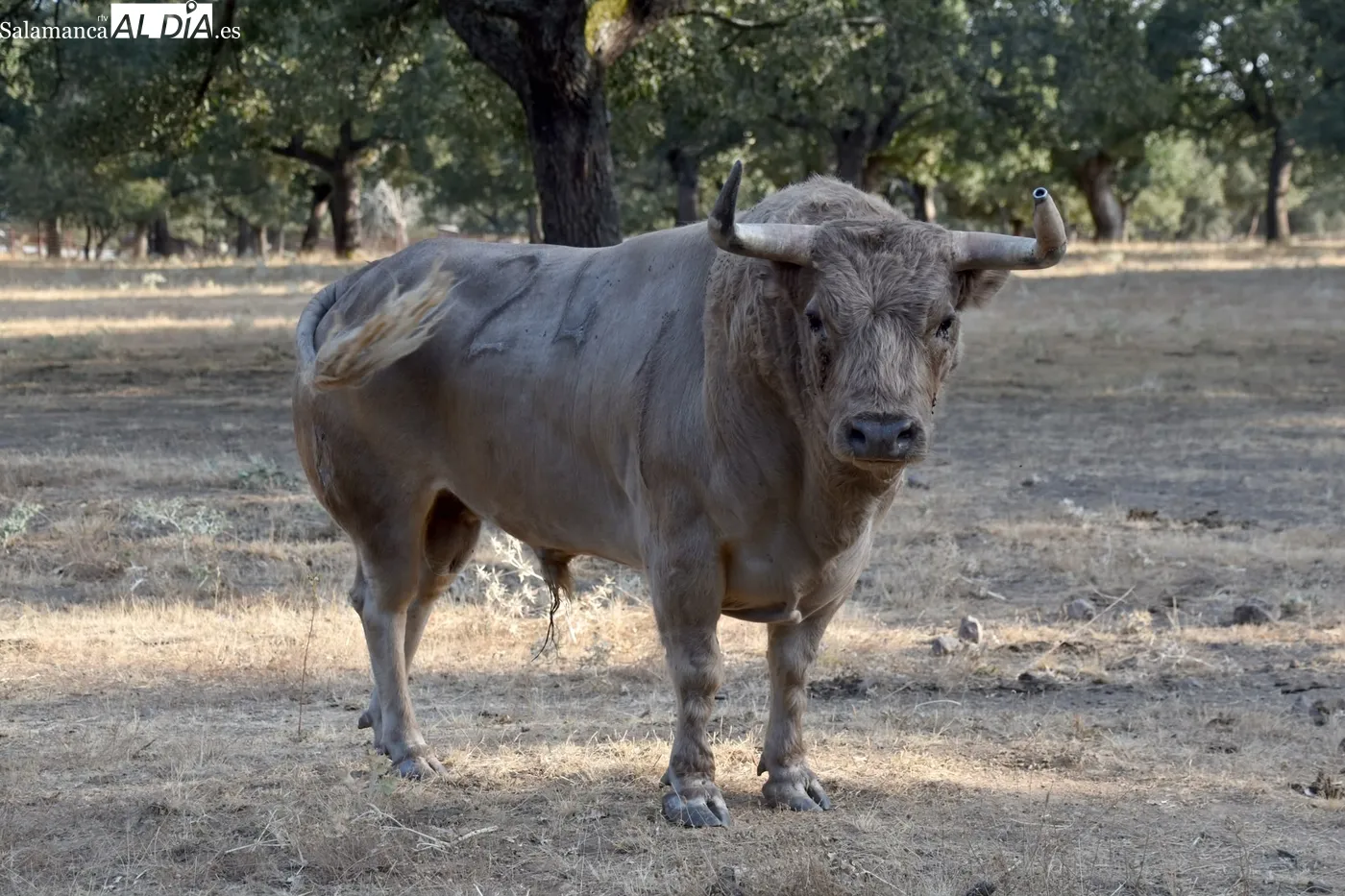 Toros de Orive para El Cid y Damián Castaño