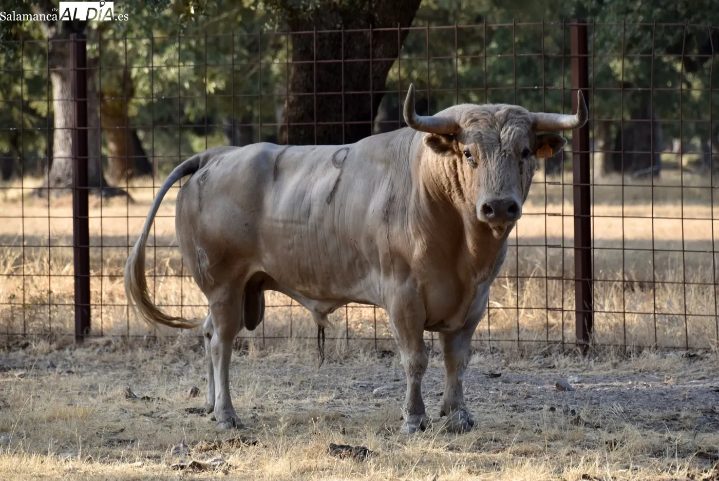 Toros de Orive para El Cid y Damián Castaño