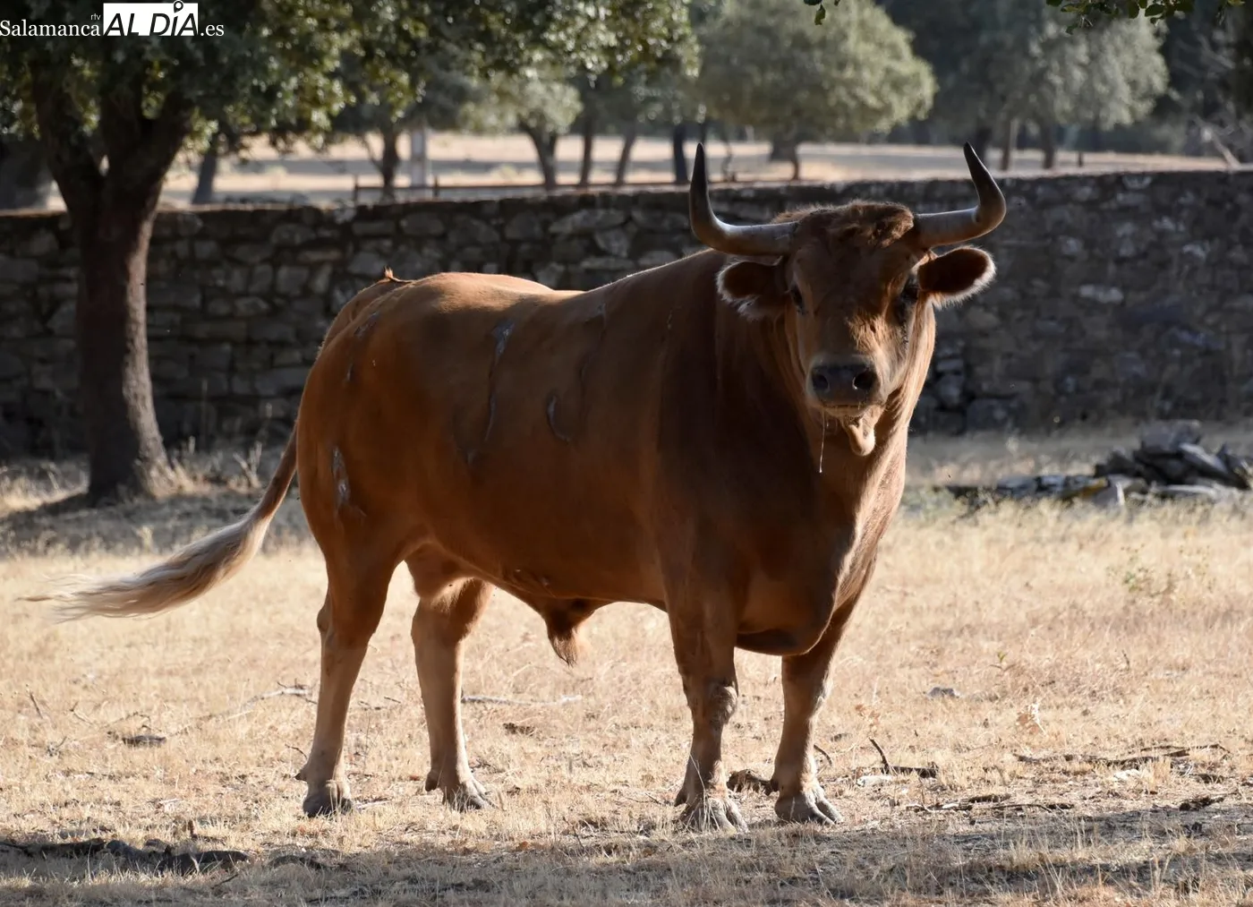 Toros de Orive para El Cid y Damián Castaño