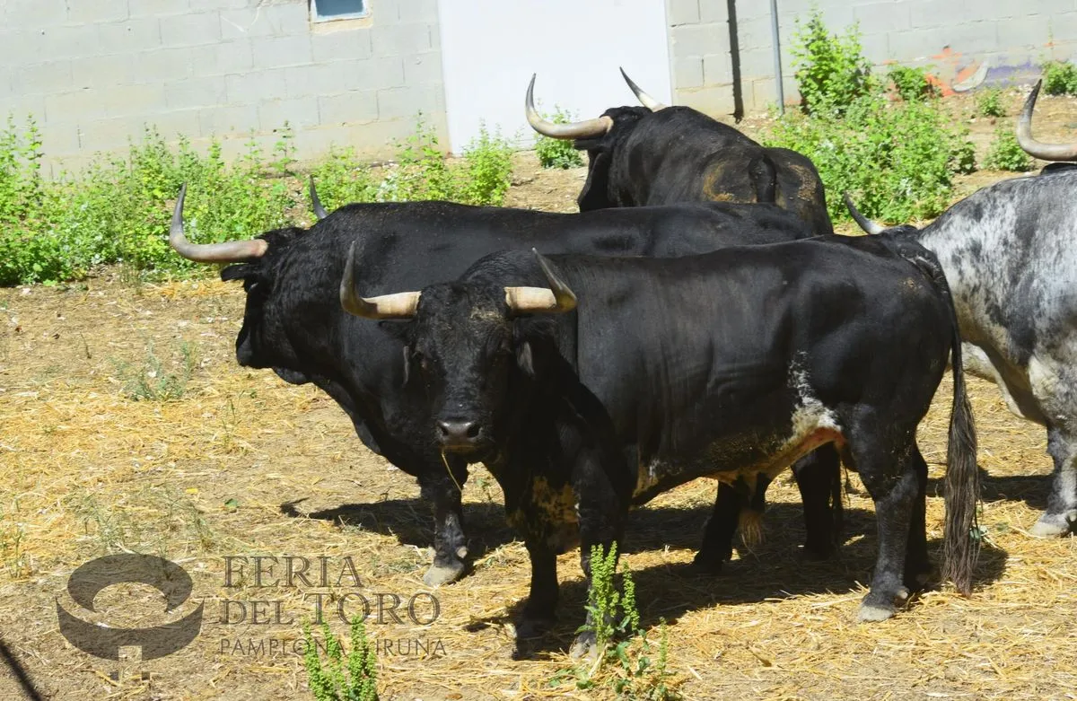 Toros de Cebada Gago en los Corrales del Gas | FOTOS: Plaza de toros de Pamplona