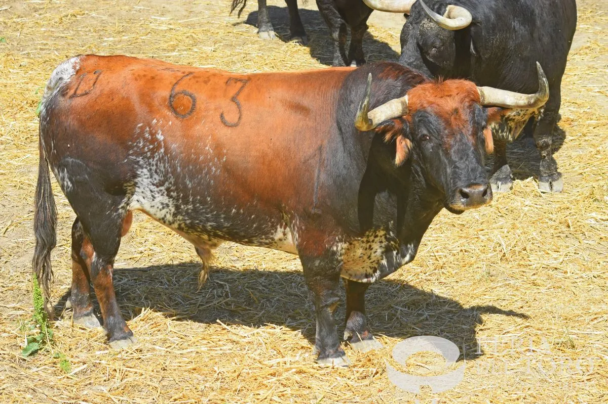 Toros de Cebada Gago en los Corrales del Gas | FOTOS: Plaza de toros de Pamplona