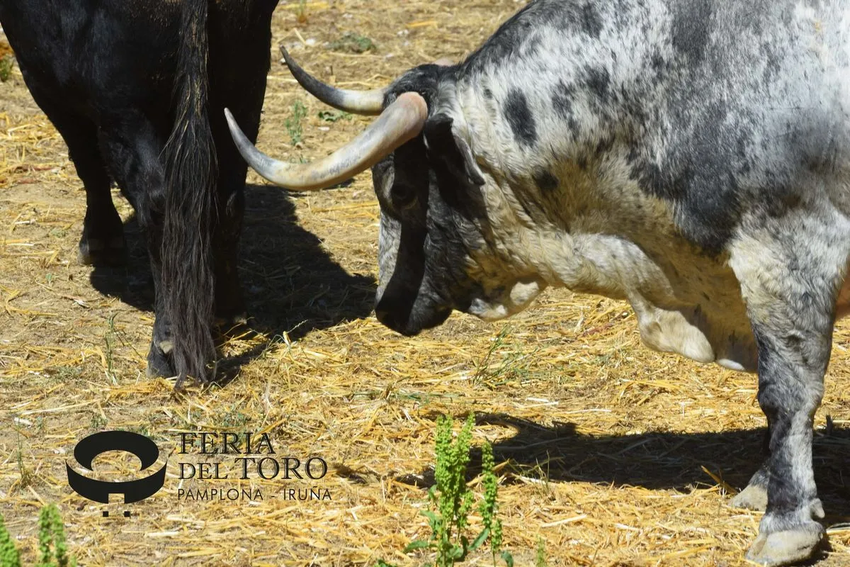 Toros de Cebada Gago en los Corrales del Gas | FOTOS: Plaza de toros de Pamplona