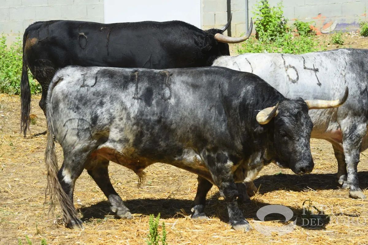 Toros de Cebada Gago en los Corrales del Gas | FOTOS: Plaza de toros de Pamplona