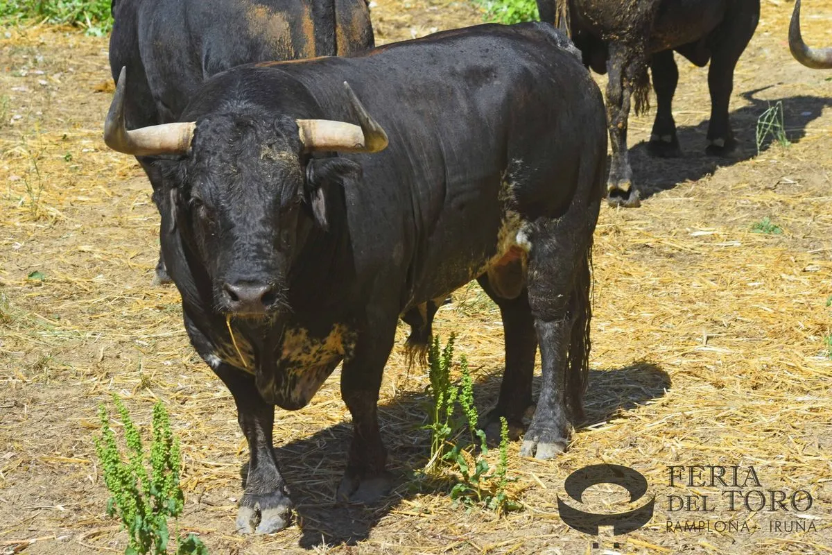 Toros de Cebada Gago en los Corrales del Gas | FOTOS: Plaza de toros de Pamplona