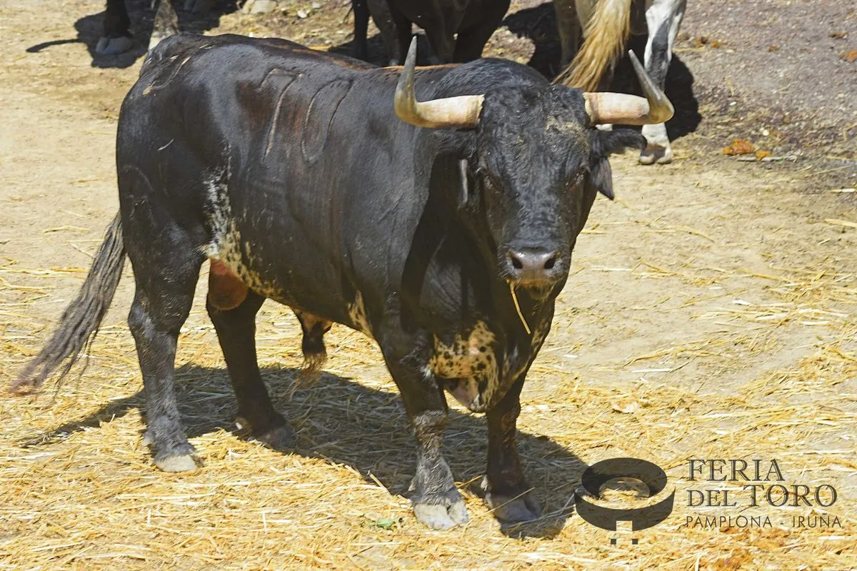 Toros de Cebada Gago en los Corrales del Gas | FOTOS: Plaza de toros de Pamplona