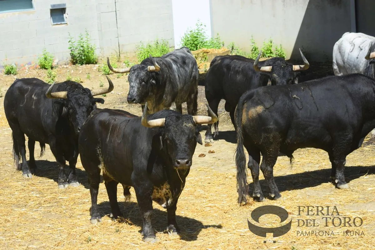 Toros de Cebada Gago en los Corrales del Gas | FOTOS: Plaza de toros de Pamplona