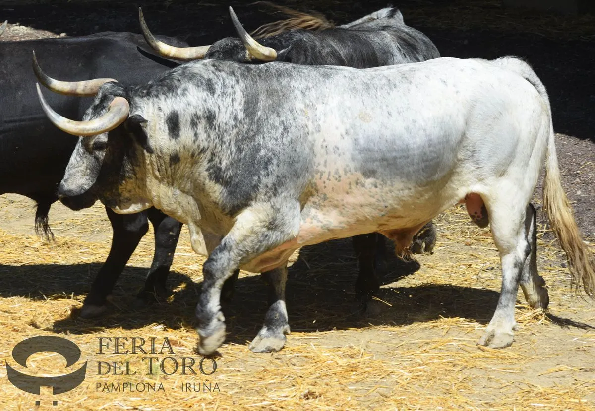 Toros de Cebada Gago en los Corrales del Gas | FOTOS: Plaza de toros de Pamplona