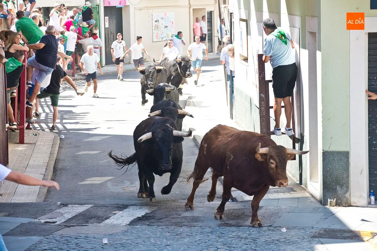 Cuarto y último encierro San Buenaventura en Moraleja