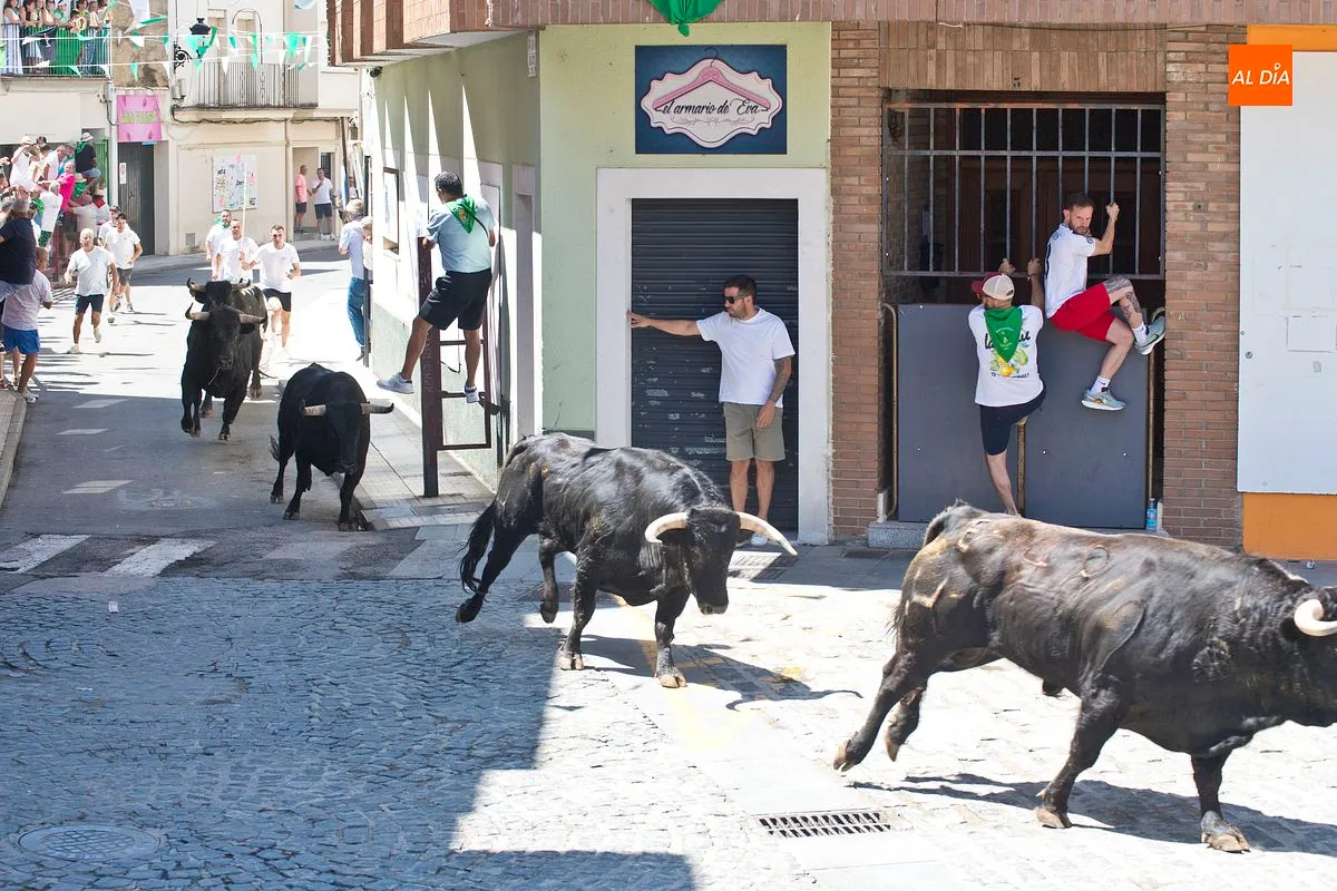 Cuarto y último encierro San Buenaventura en Moraleja