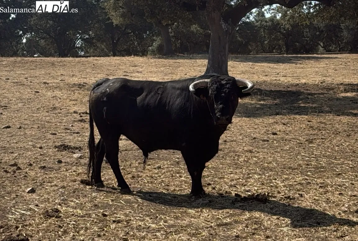 Toro de El Canario para rejones herrado con el nº 9