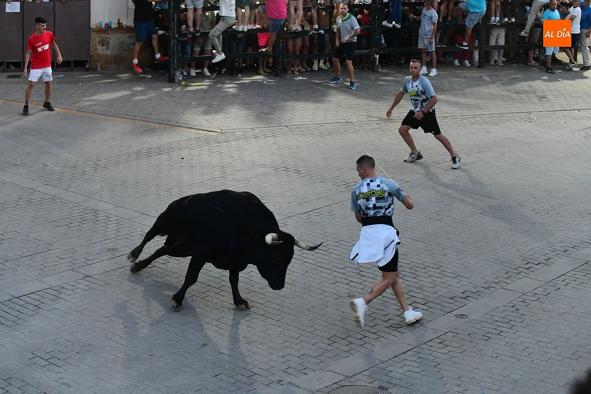 Toro donado por el colectivo de autónomos de Moraleja