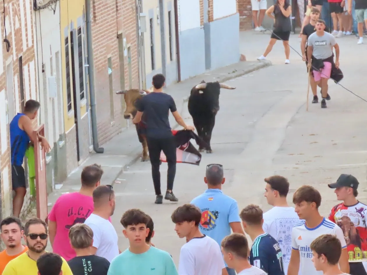 Foto 7 - Palaciosrubios se vuelca con un multitudinario encierro urbano en sus fiestas patronales