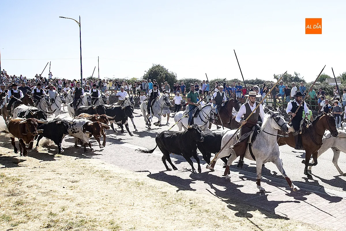 Encierro a Caballo domingo en Fuenteguinaldo