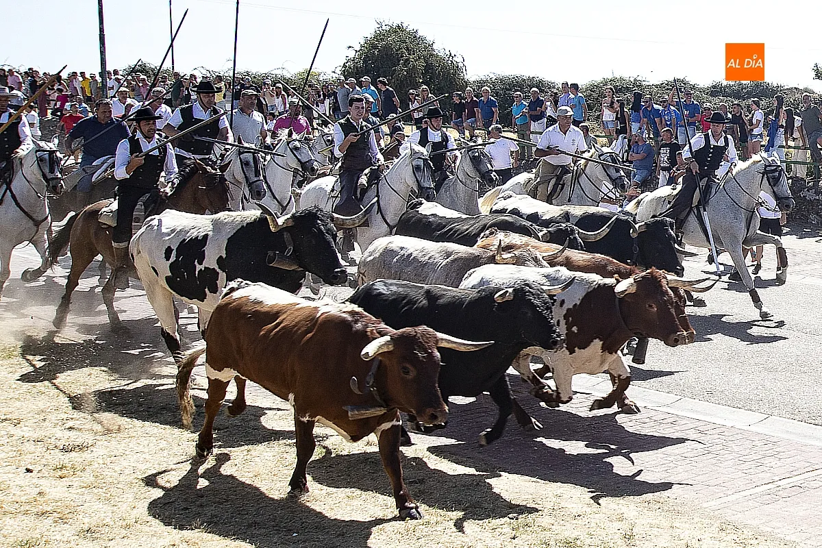 Encierro a Caballo domingo en Fuenteguinaldo