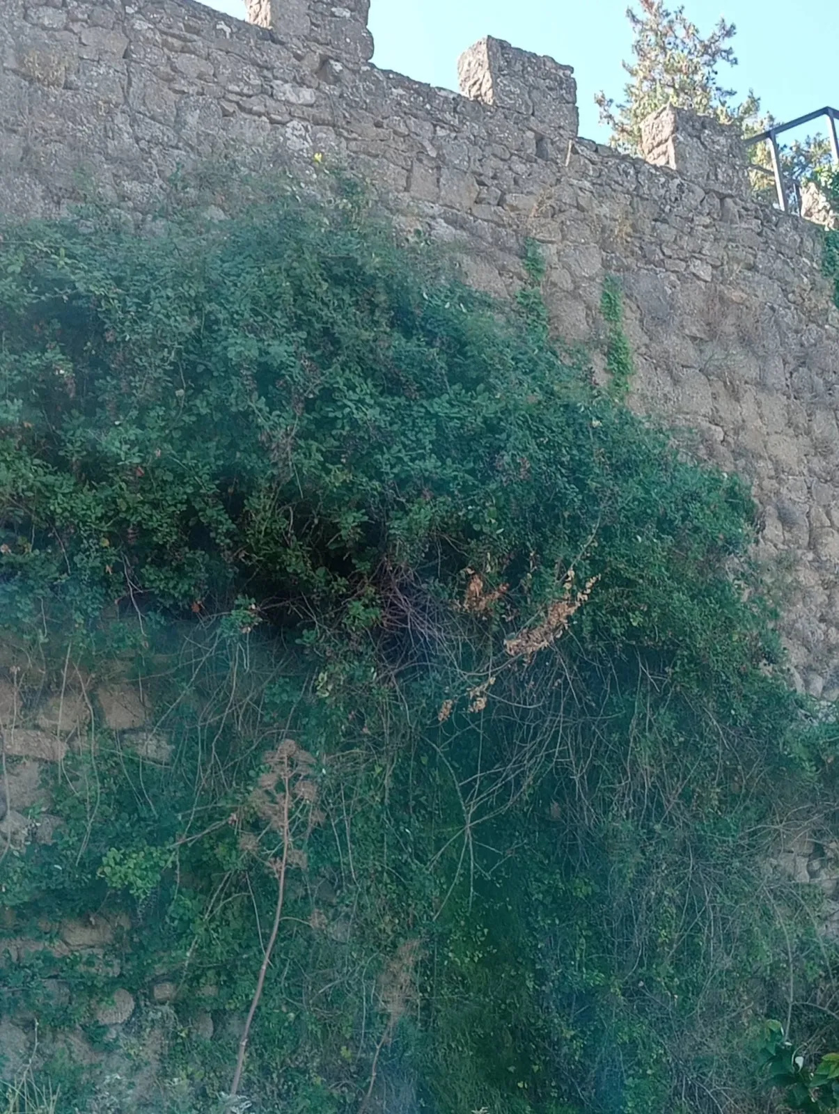 Foto 2 - FEVESA y la Asociaci&oacute;n Muralla Antigua alertan del riesgo de derrumbe en la muralla de B&eacute;jar
