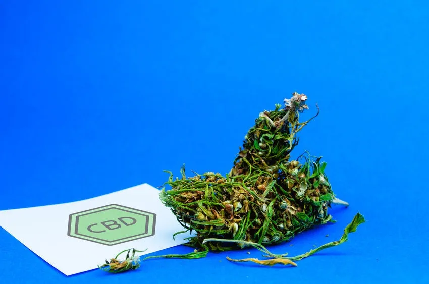 Flores de cbd: la alternativa natural que conquista el bienestar