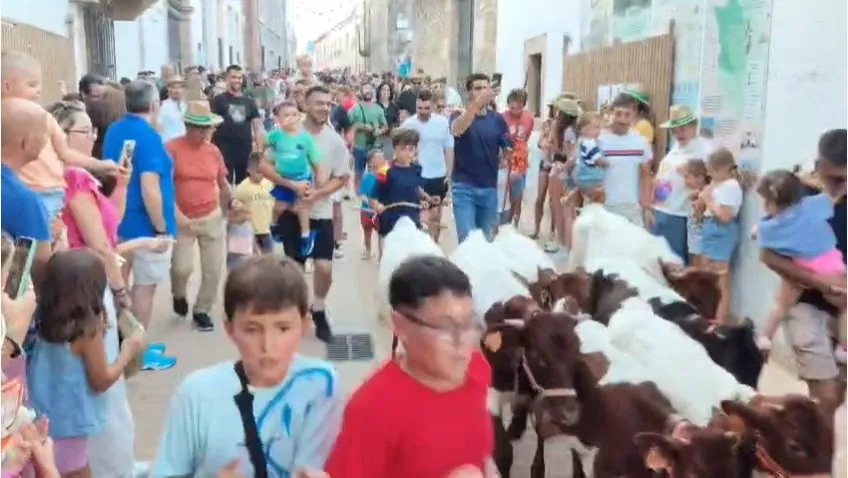Encierro de Minibueyes en el Día del Niño de Lumbrales / INFOTUR