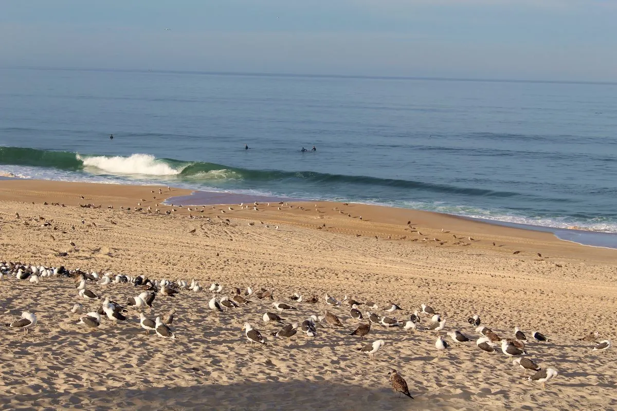 Praia de Mira (Coímbra, Portugal) | Fotos: Municipio de Mira y Raquel Martín-Garay