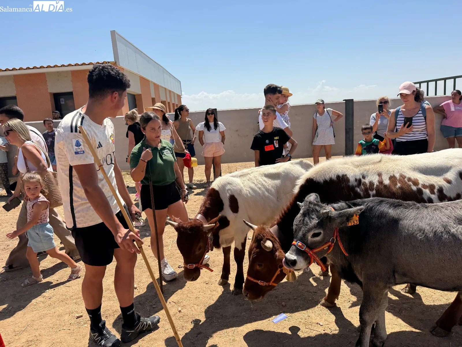 Foto 5 - Grandes y peque&ntilde;os disfrutan con los mini bueyes en la recta final de las fiestas de Babilafuente