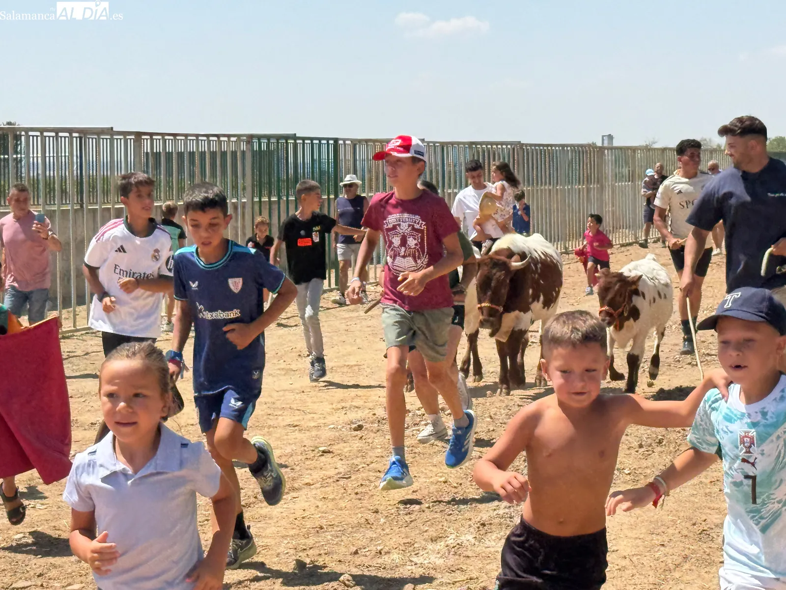 Grandes y pequeños disfrutan con los mini bueyes en la recta final de las fiestas de Babilafuente