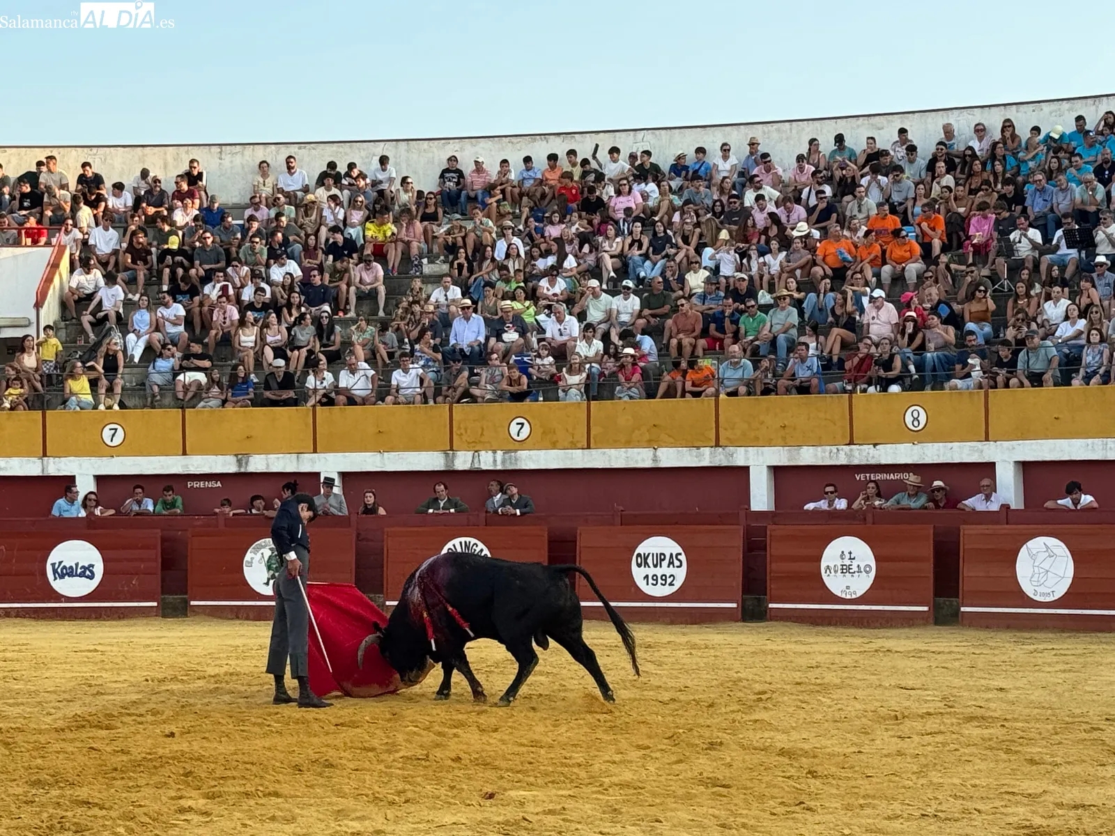 Foto 3 - La tradici&oacute;n taurina vuelve a llenar de ambiente la plaza de toros de Macotera con un llamativo Festival Mixto