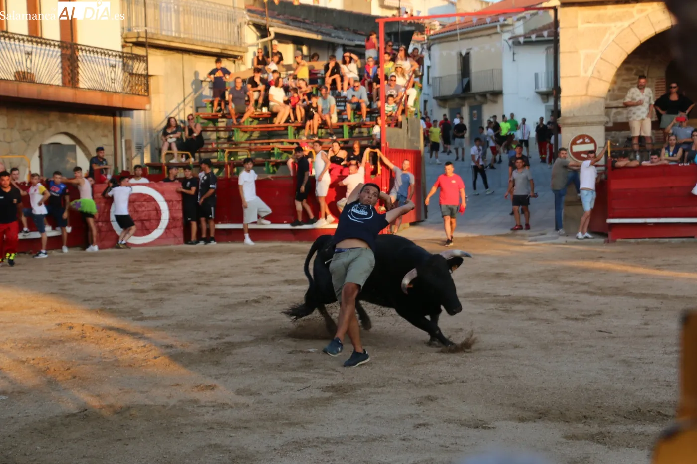 Bonito Toro de Cajón de El Carmen en Villarino