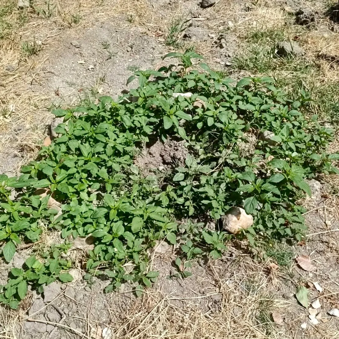 Foto 5 - Desaparecen los cinco &aacute;rboles plantados por familias y ni&ntilde;os en Santiago de la Puebla: &ldquo;da mucha pena&rdquo;