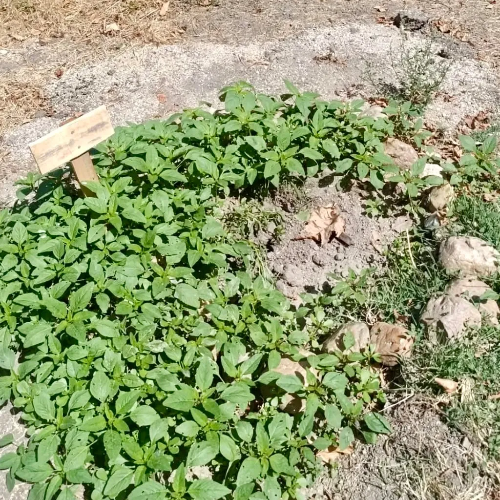 Foto 3 - Desaparecen los cinco &aacute;rboles plantados por familias y ni&ntilde;os en Santiago de la Puebla: &ldquo;da mucha pena&rdquo;