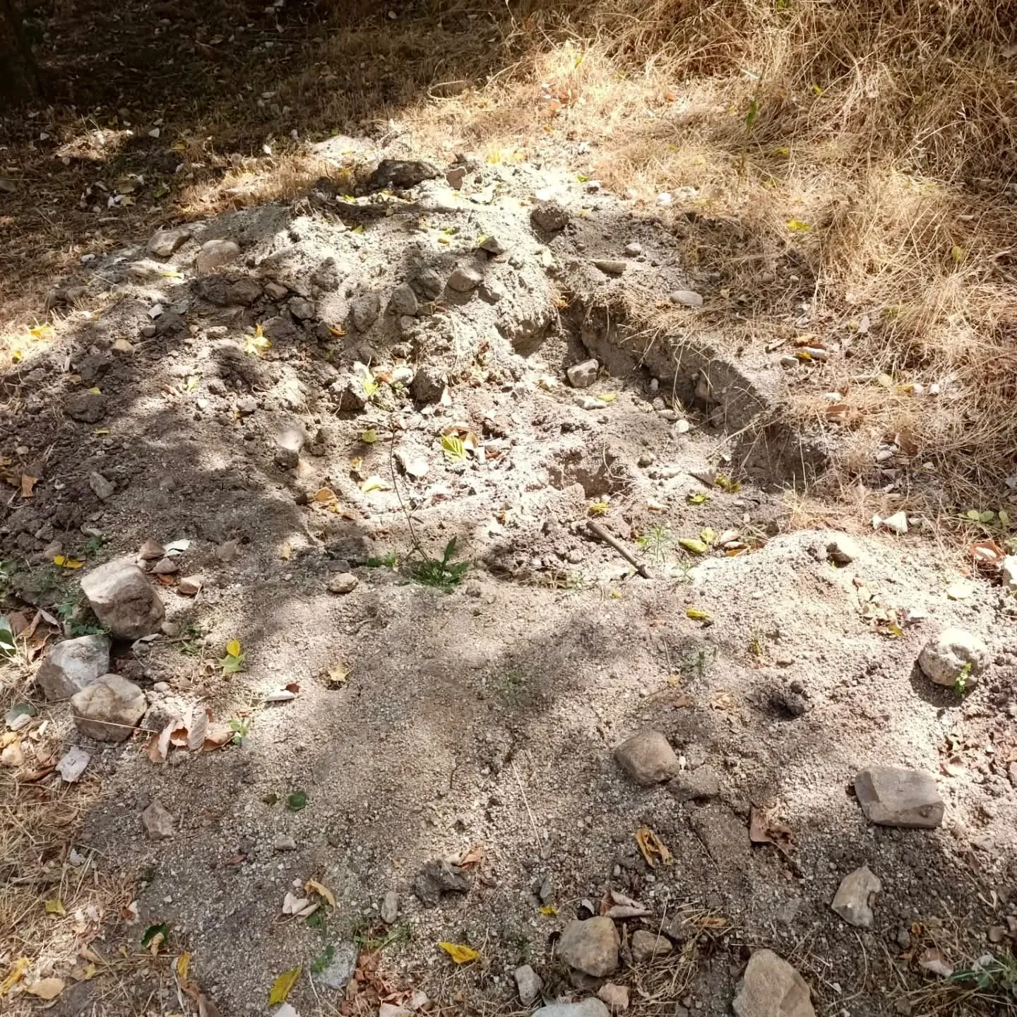 Foto 2 - Desaparecen los cinco &aacute;rboles plantados por familias y ni&ntilde;os en Santiago de la Puebla: &ldquo;da mucha pena&rdquo;