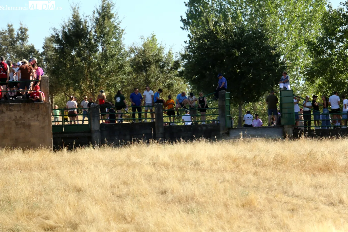 Multitudinario desenjaule en Aldeadávila de la Ribera / CORRAL