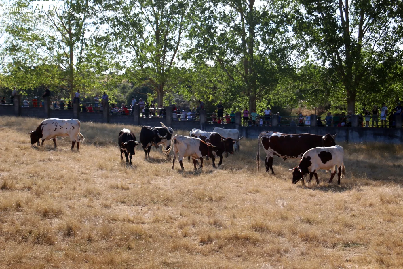 Multitudinario desenjaule en Aldeadávila de la Ribera / CORRAL
