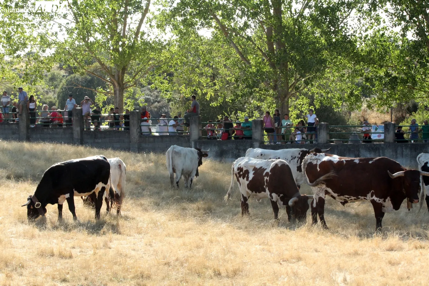Multitudinario desenjaule en Aldeadávila de la Ribera / CORRAL