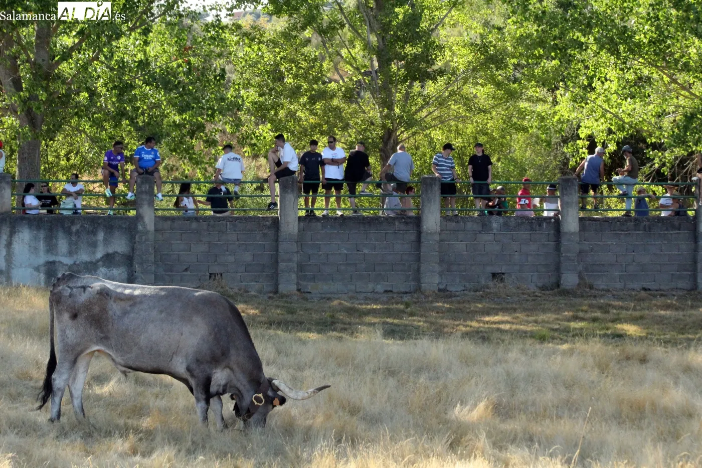 Multitudinario desenjaule en Aldeadávila de la Ribera / CORRAL